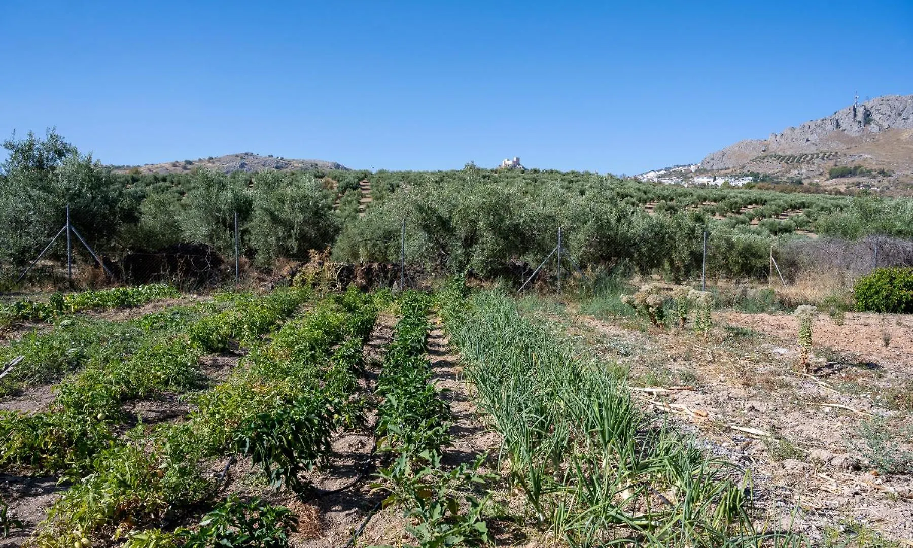 Casa rural Agroturismo Ecologico el Cortijillo Luque España